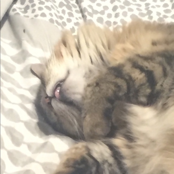 Meet your Posher, Simon - Picture 6 of 7